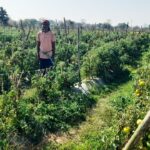 सफलता की कहानी : राष्ट्रीय कृषि विकास योजना से फायदाग्राफ्टेड टमाटर की खेती से दुबेलाल का बढ़ा मुनाफा