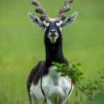 छत्तीसगढ़ का बरनवापारा अभयारण्य बना विलुप्ति के कगार पर पहुंचे काले हिरणों के पुनर्जीवन का मजबूत उदाहरण