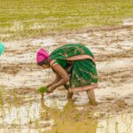 झमाझम बारिश से दूर हुई किसानों की चिंता.. समय पर खाद-बीज ने बढ़ाया अन्नदाताओं का विश्वास