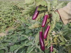 IMG-20260905-WA0249