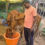 छत्तीसगढ़ का स्वावलंबन : नस्ल सुधार ने बदली किसान विनोद की किस्मत, घर की बछिया बनी आर्थिक समृद्धि का आधार
