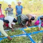 तसर पालन से बढ़ेंगे ग्रामीणों की आमदनी के अवसर